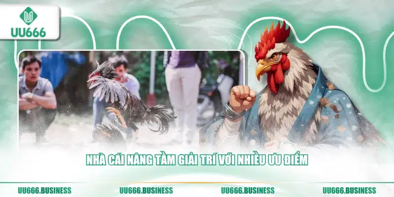 uu666 nâng cấp đá gà 